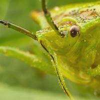 Hawthorn Shieldbug 